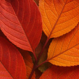 Venas de otoño — Hojas macro en rojo y naranja llameantes