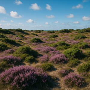 Coastal Heathland in Bloom — Denmark