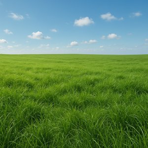 Prairie verte sans fin - Puzzle HD