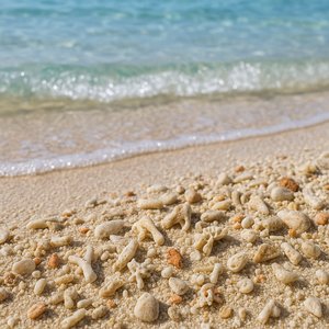 Koh Tao Coral-Speckled Shoreline (Macro Close-Up)