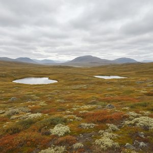 Tundra Quiet: Pools Beneath a Clouded Sky